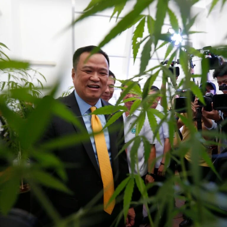 Free cannabis trees from Thai Government