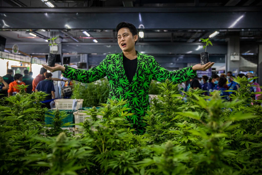 Thai cannabis dealer